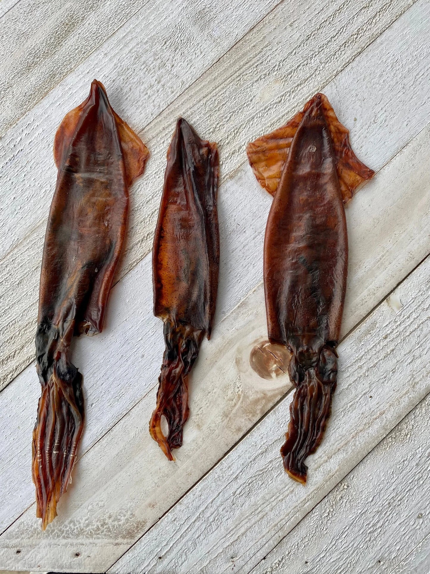Wild squid