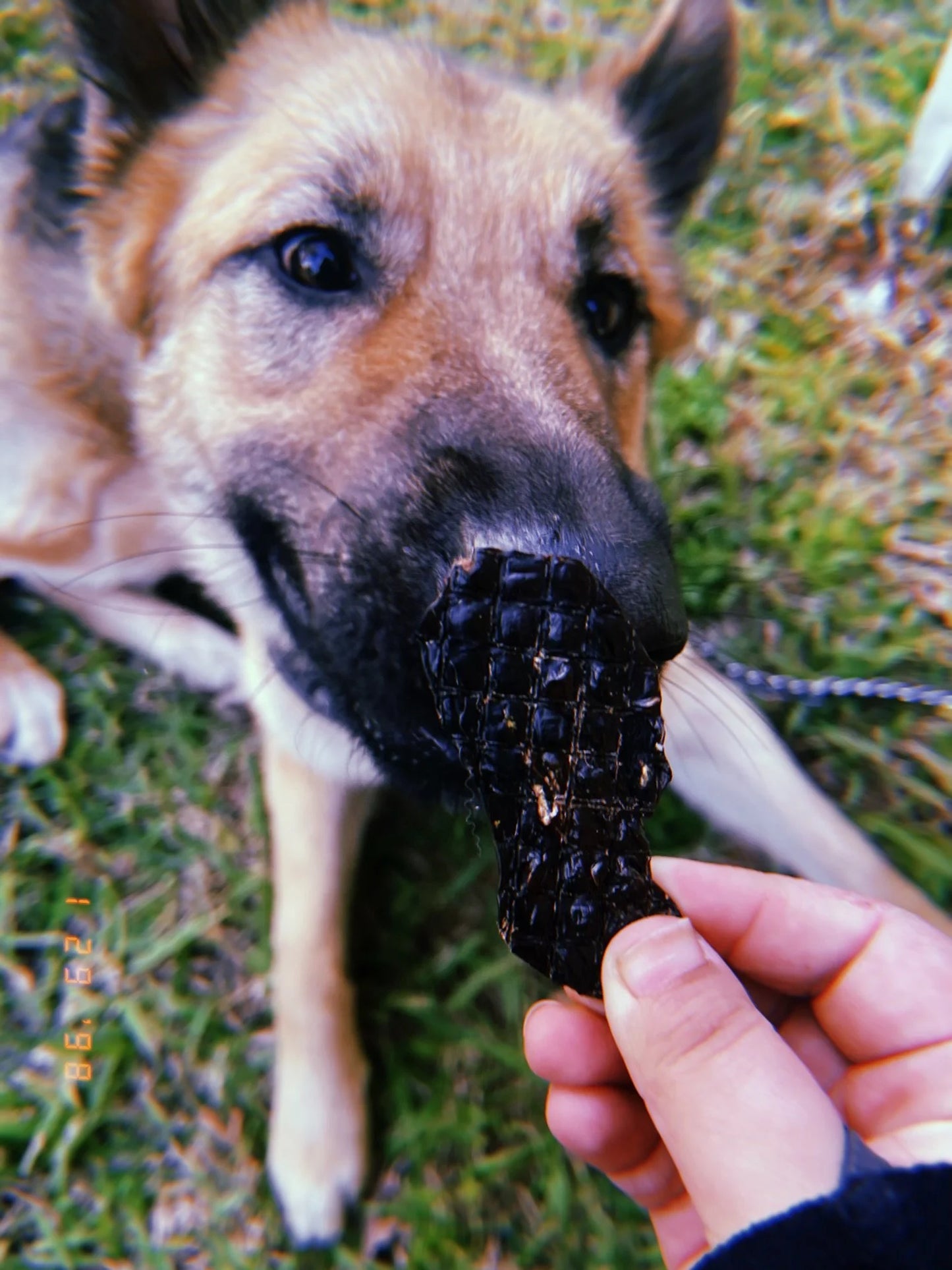 Dehydrated Beef Liver
