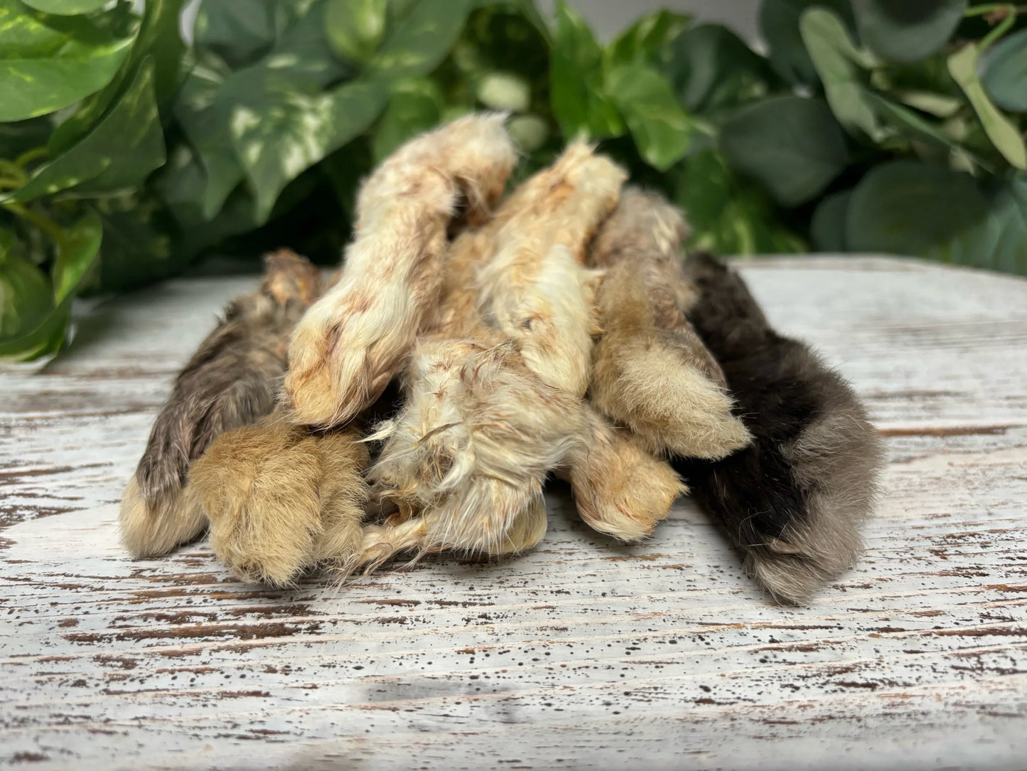 Rabbit Feet