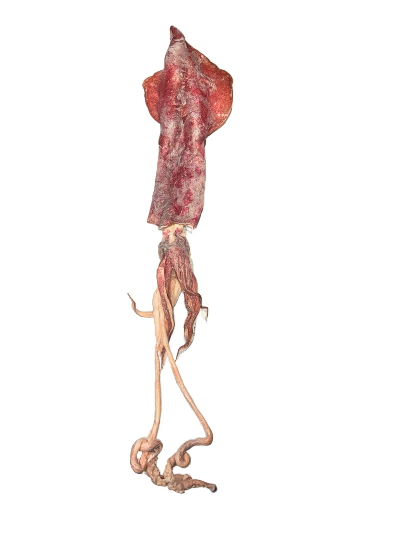Giant Squid