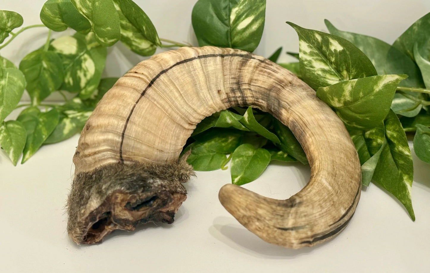 Goat Horns