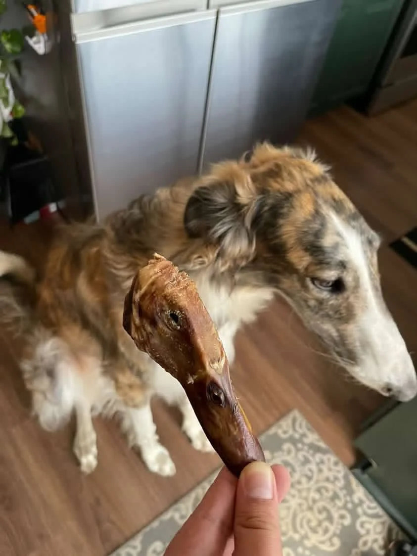 Duck Head