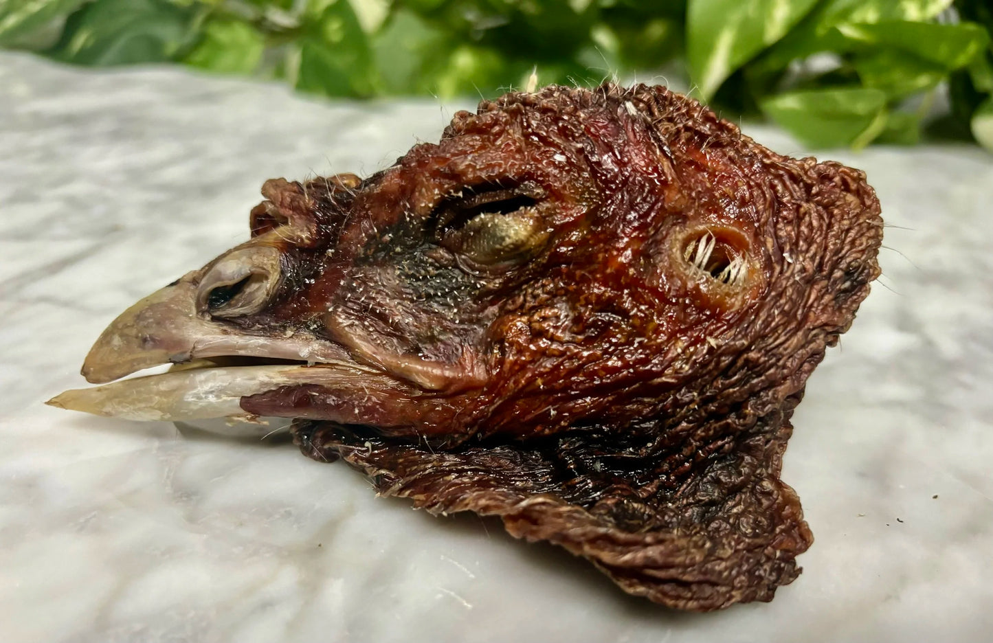 Turkey Head