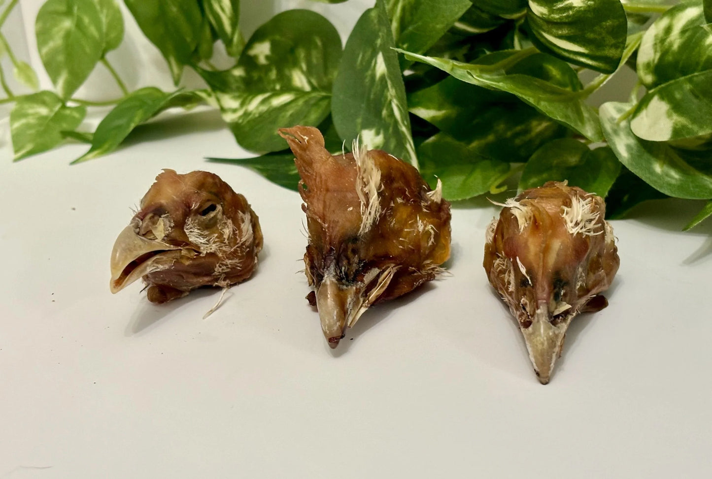 Dehydrated Chicken Head