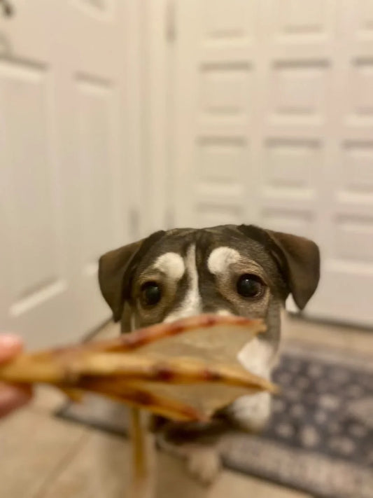 Duck Feet