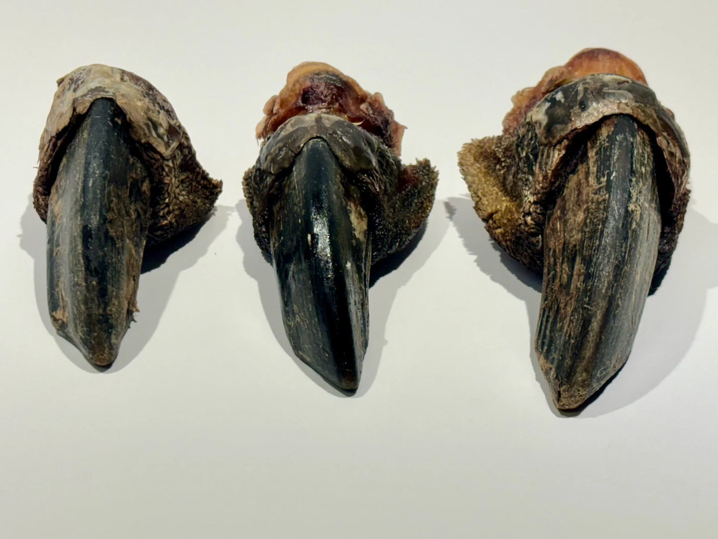 Dino Toes (ostrich nails)