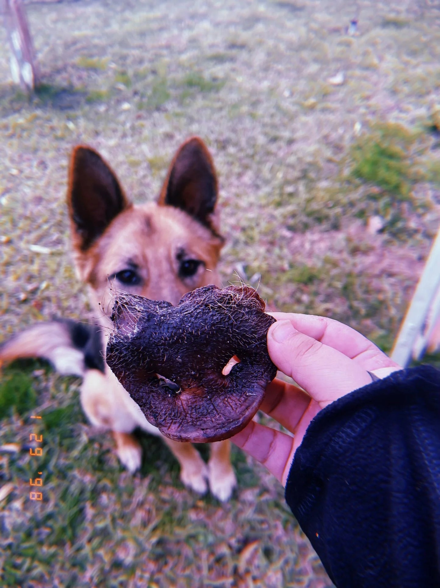 Pork Snout