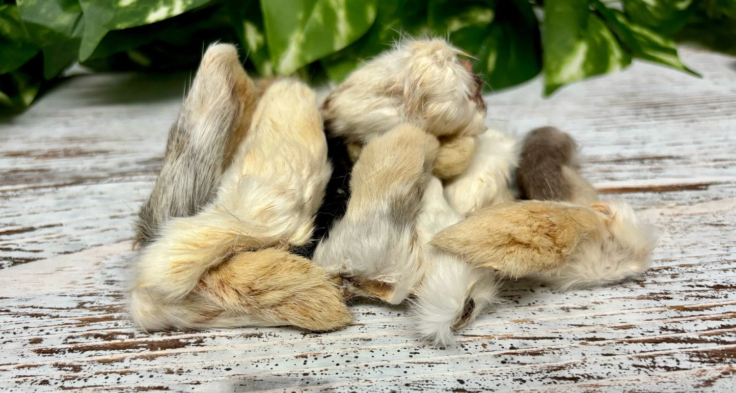 Rabbit Paws