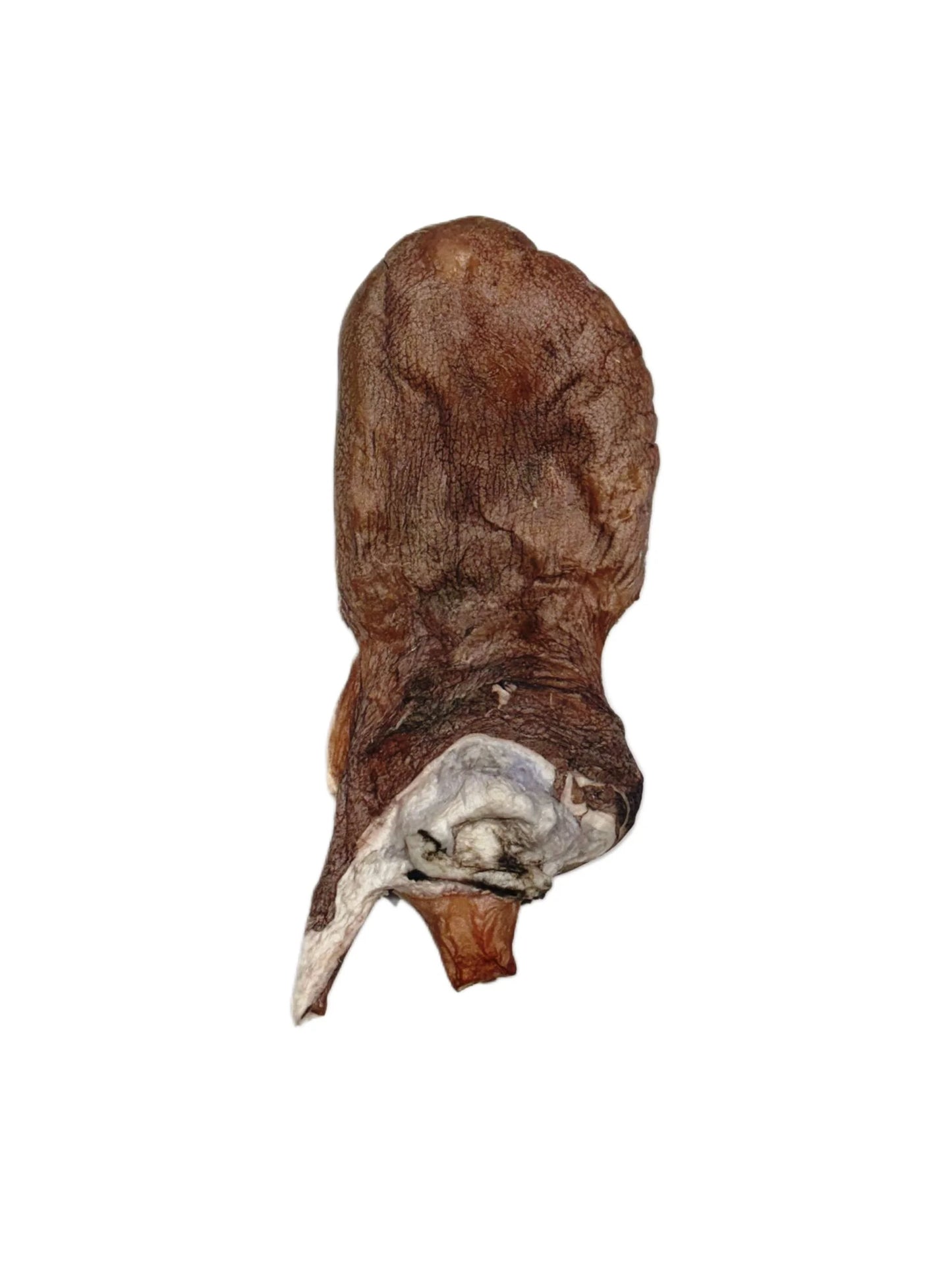 Octopus head