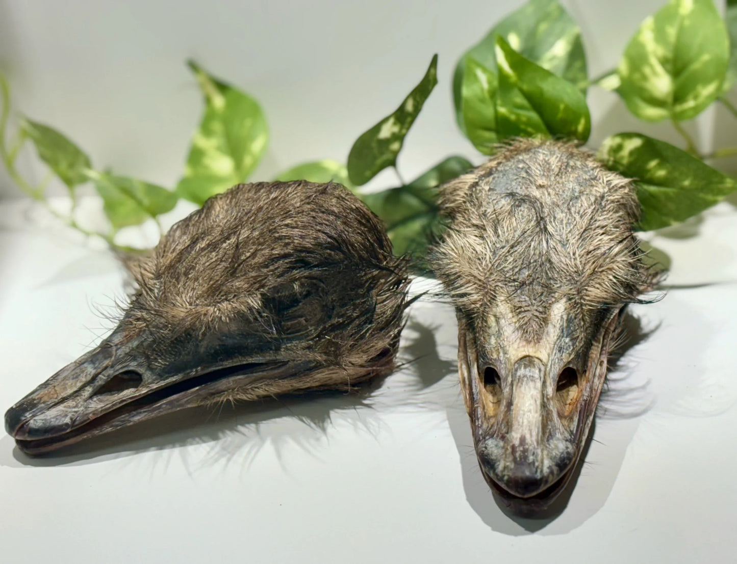 Ostrich head