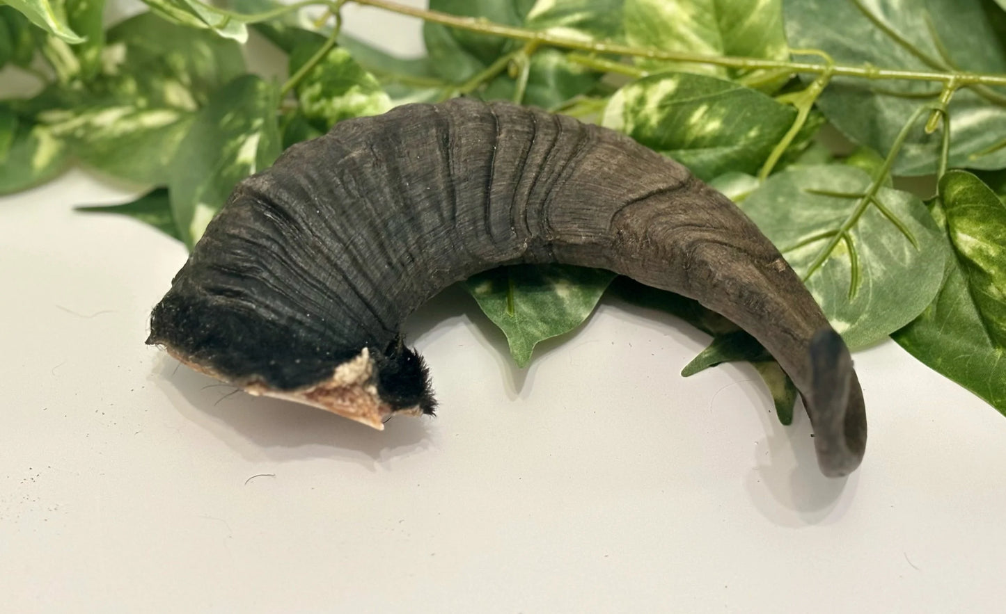 Goat Horns