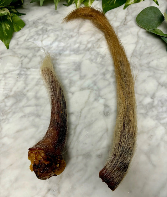 Pork Tail with hair
