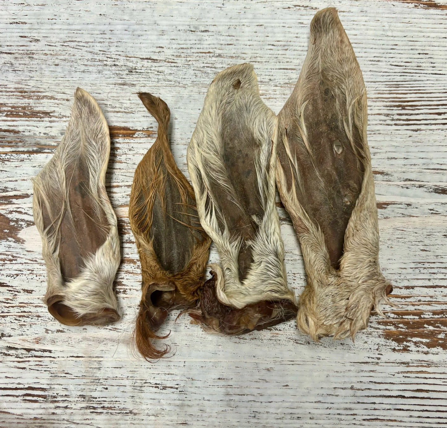 Goat Ears