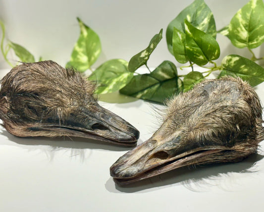 Ostrich sampler pack