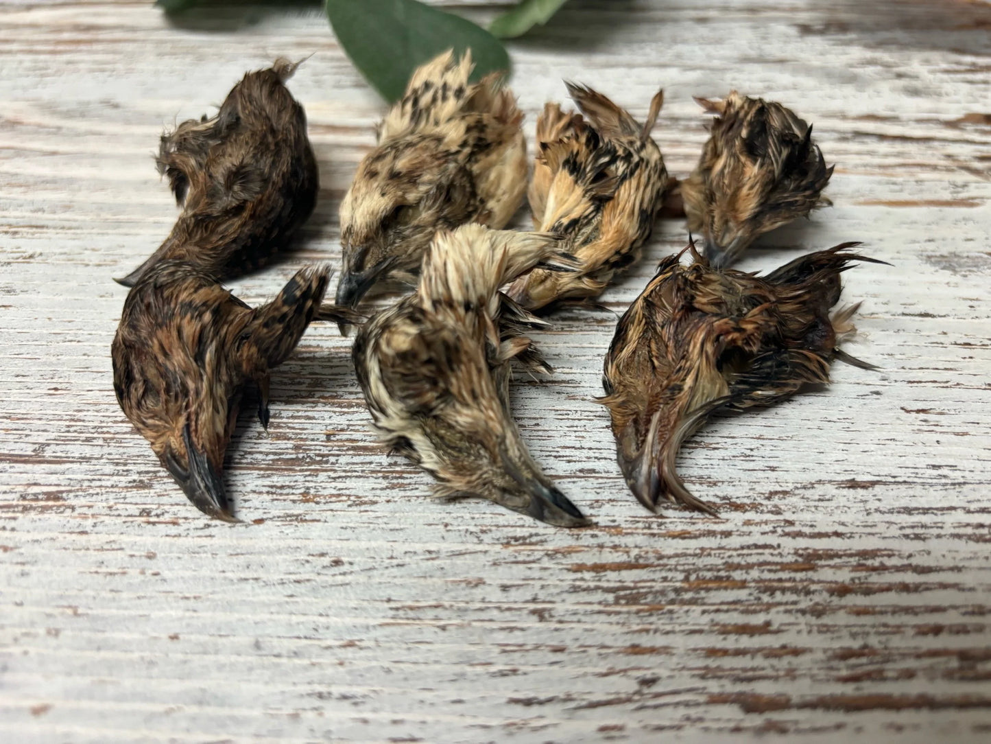 Quail Head