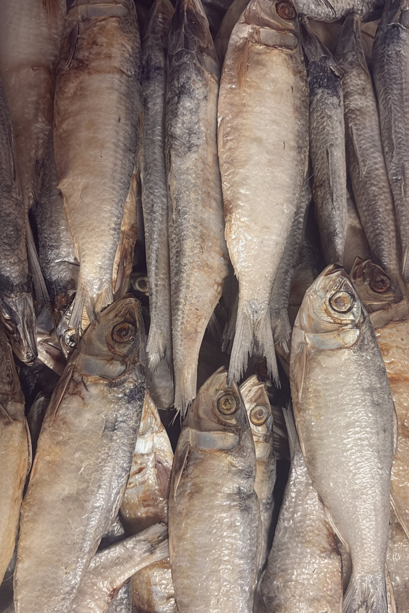 Sardine