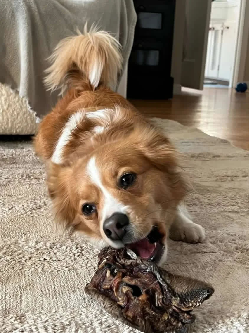 Cow Snout