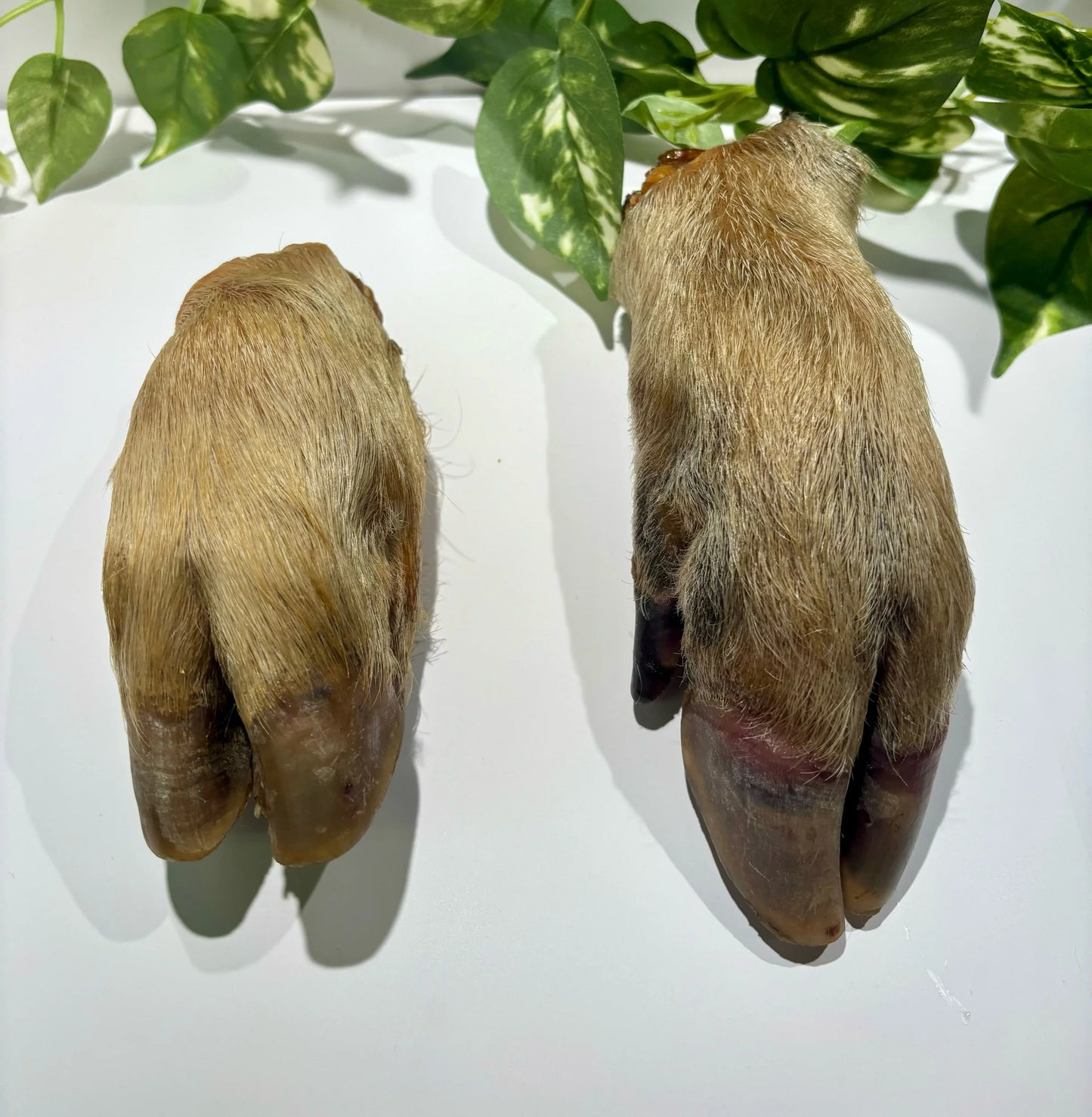 Hairy Pork Trotter