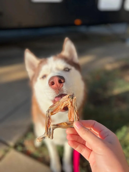 Dehydrated Frog legs