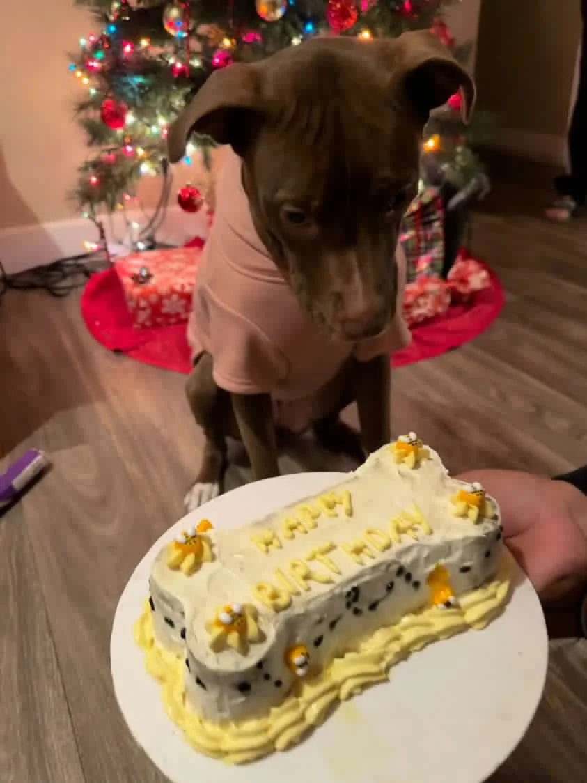 Bone Cake