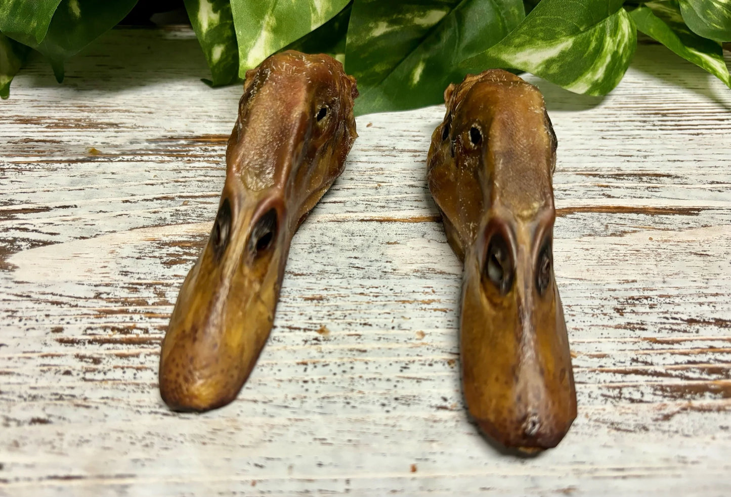 Duck Head