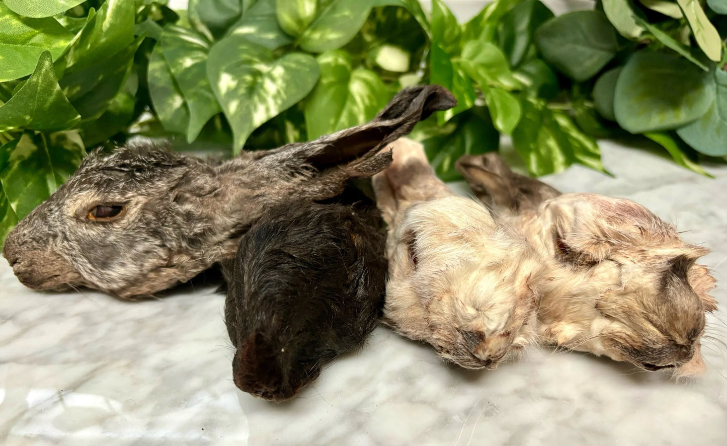 Rabbit Head