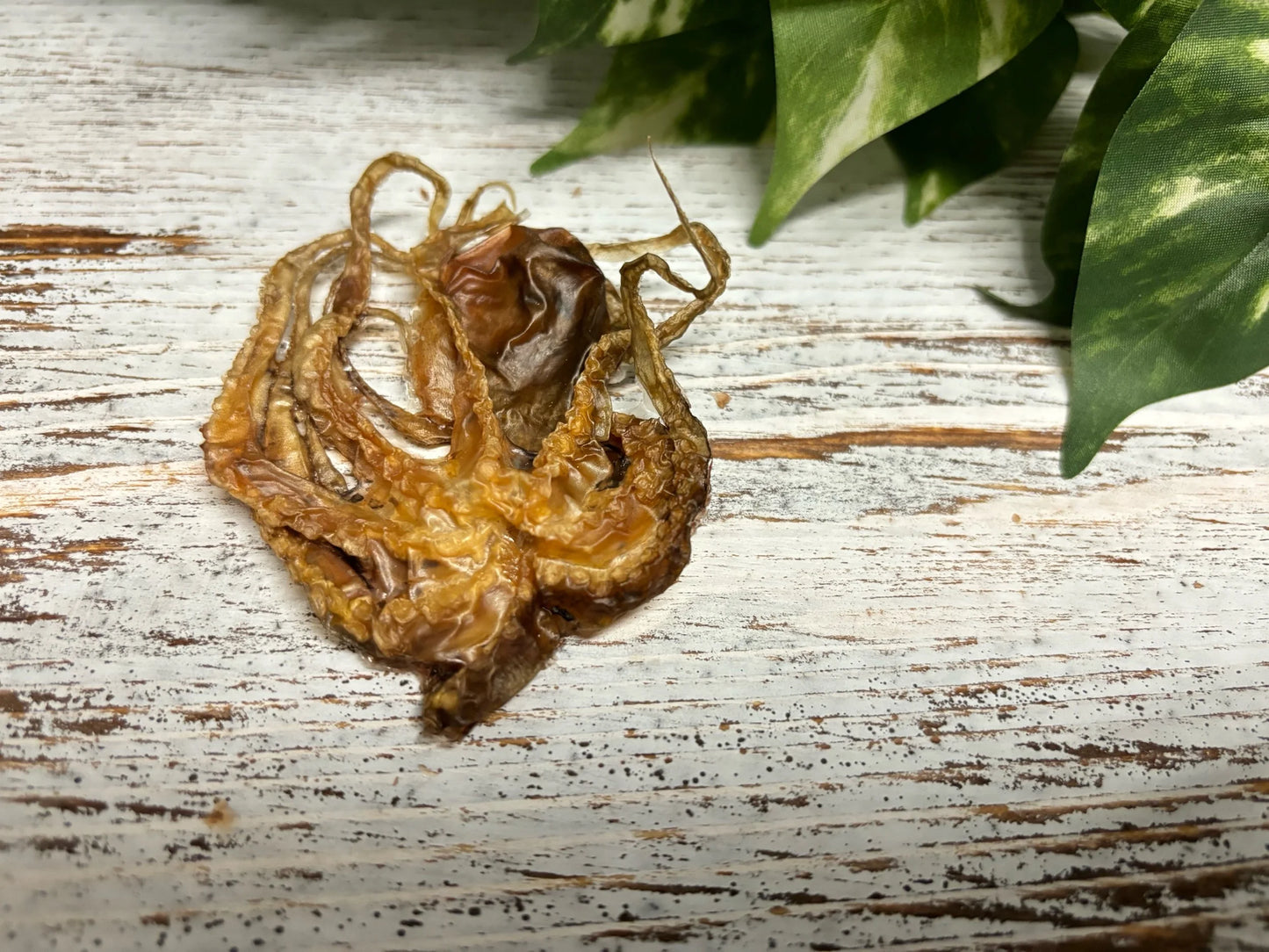 Octopus chips