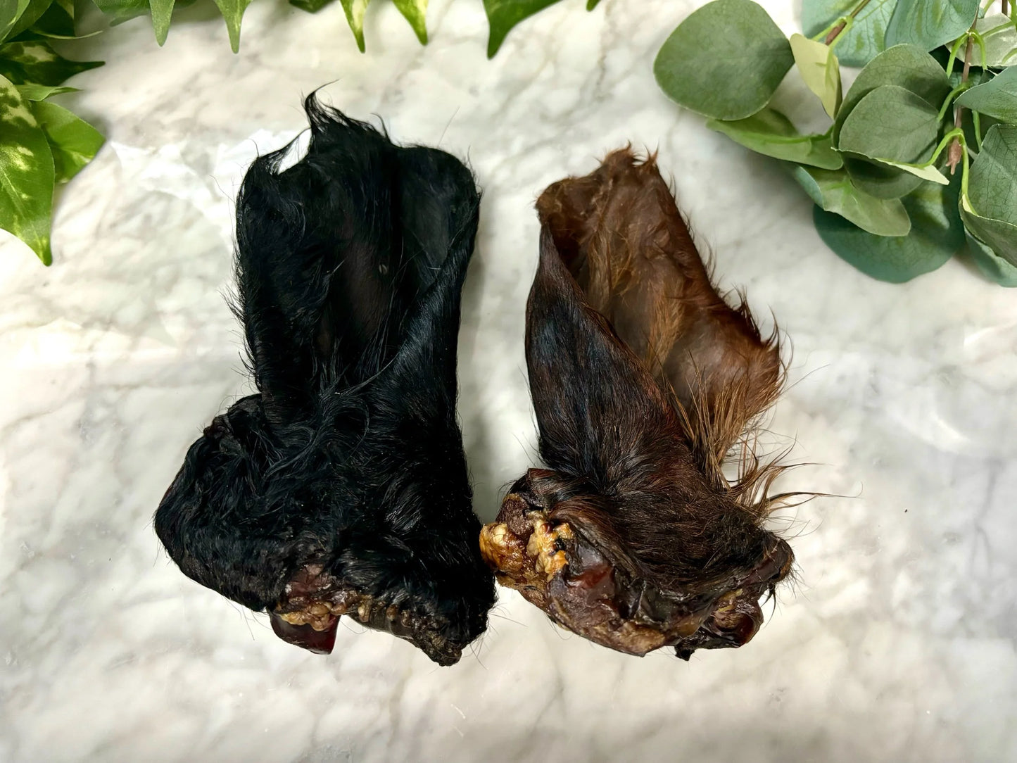 Cow Ear