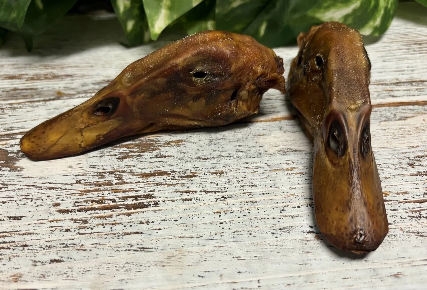 Duck Head