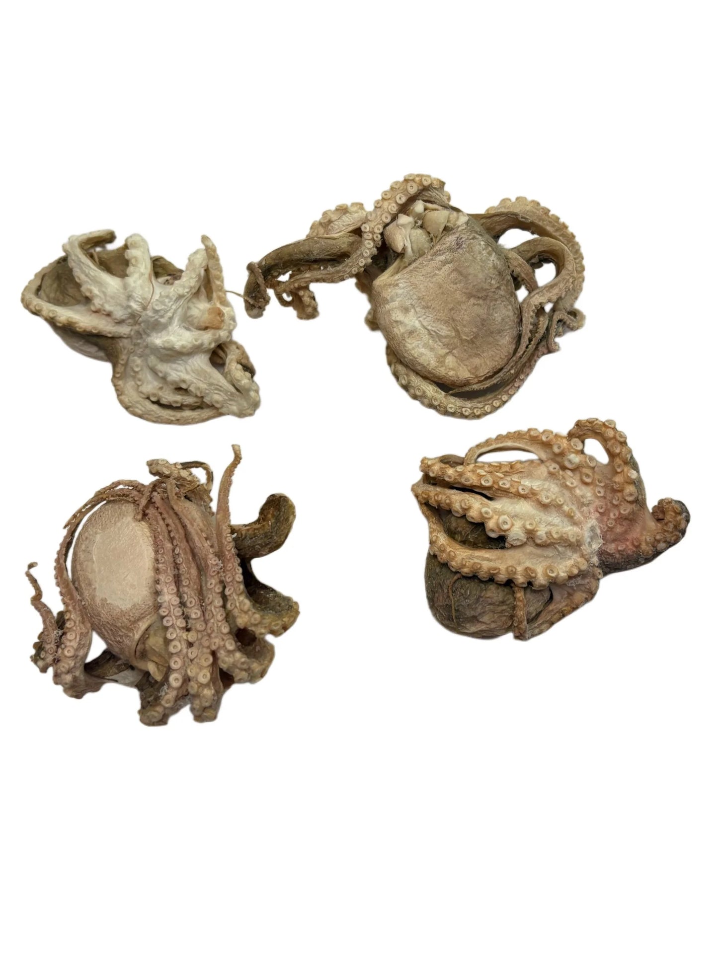 Freeze dried octopus