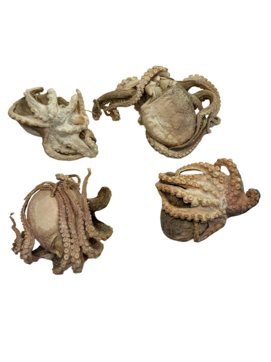 Freeze dried octopus