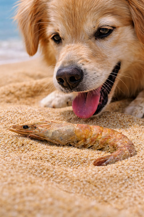 King Prawn