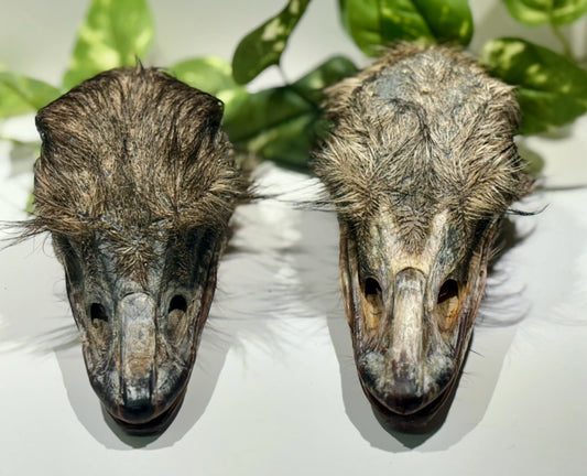 Ostrich head