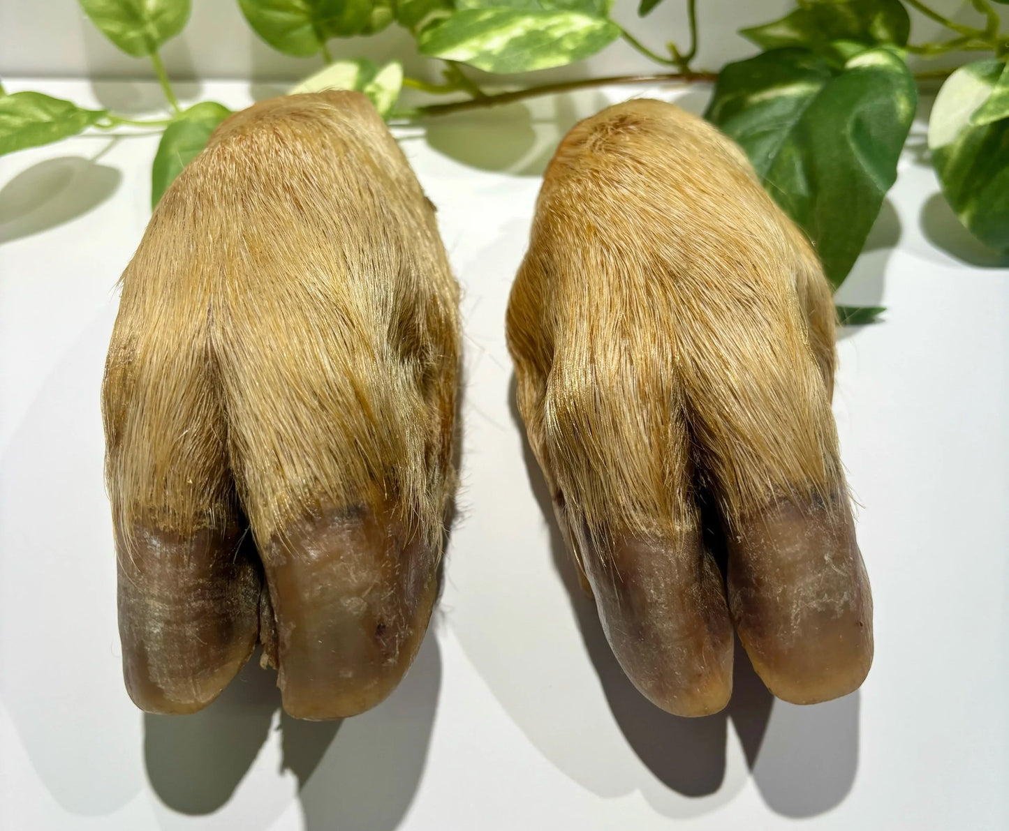 Hairy Pork Trotter