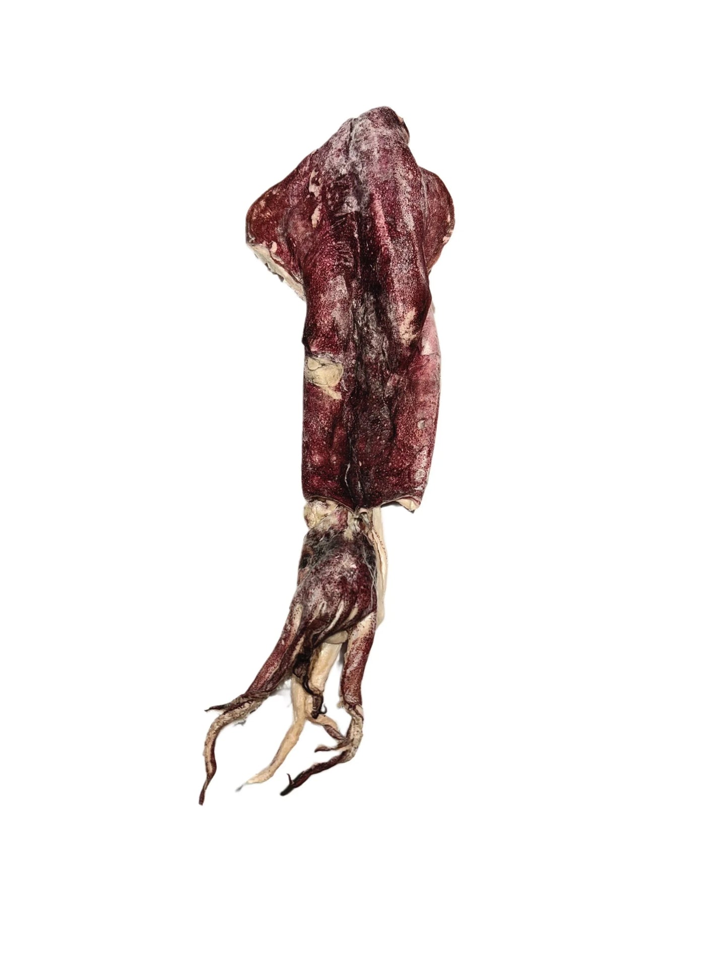 Giant Squid