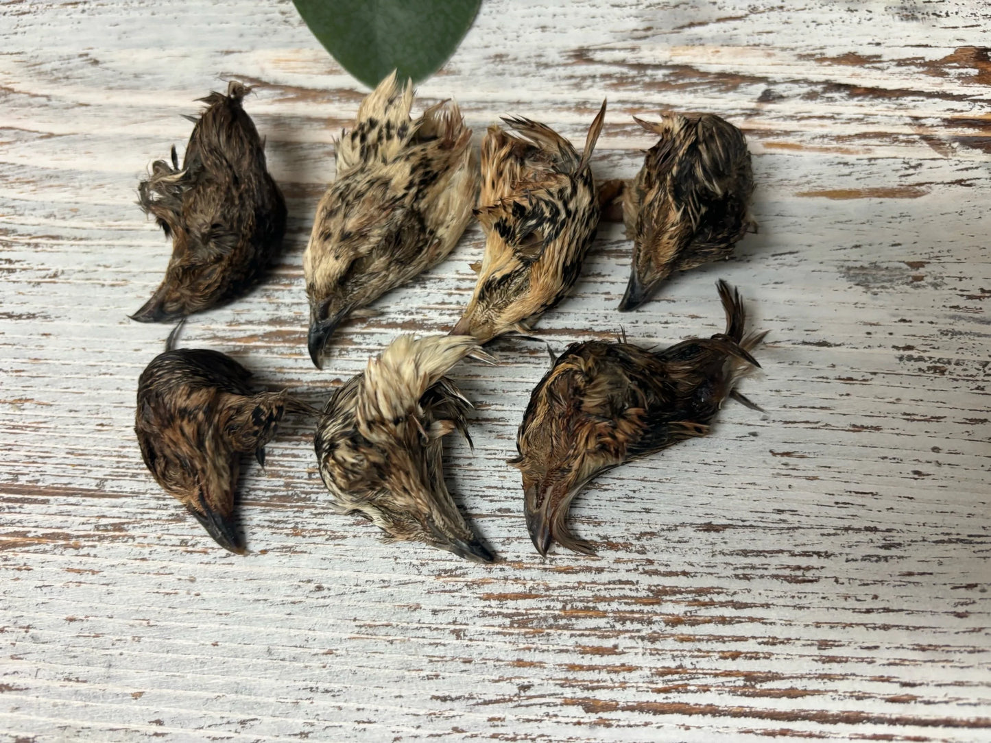 Quail Head