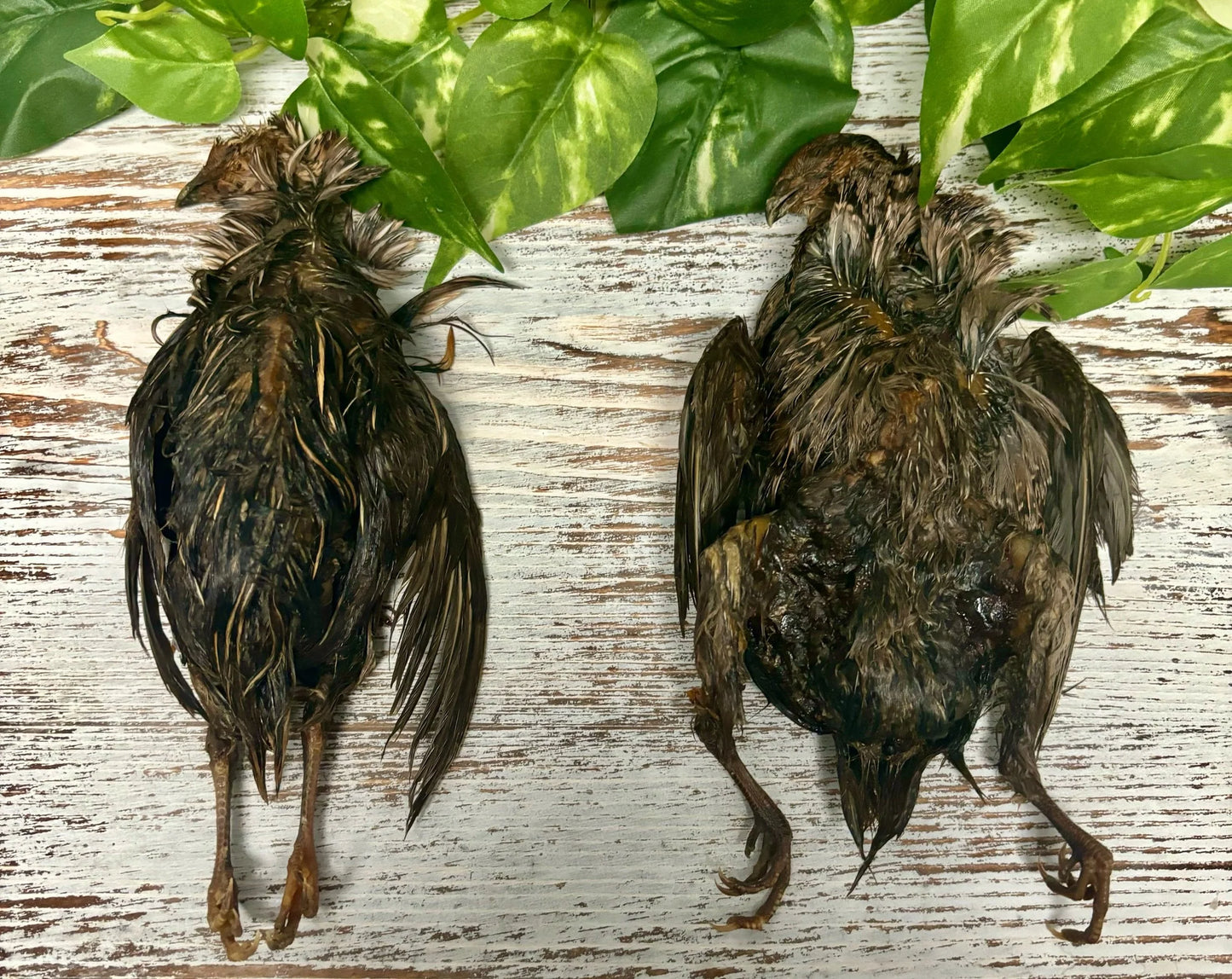 Whole Prey Quail