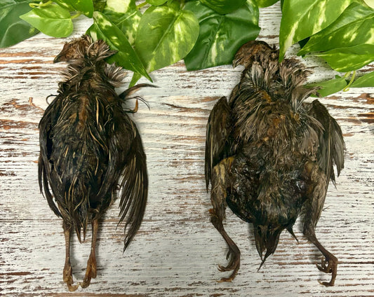Whole Prey Quail