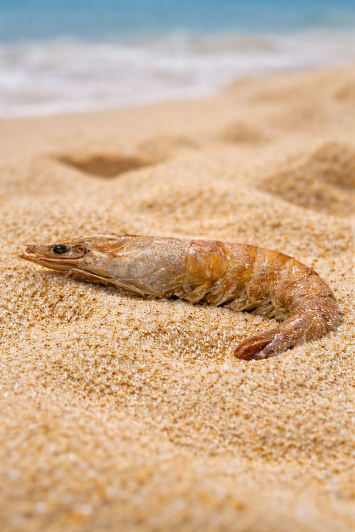 King Prawn