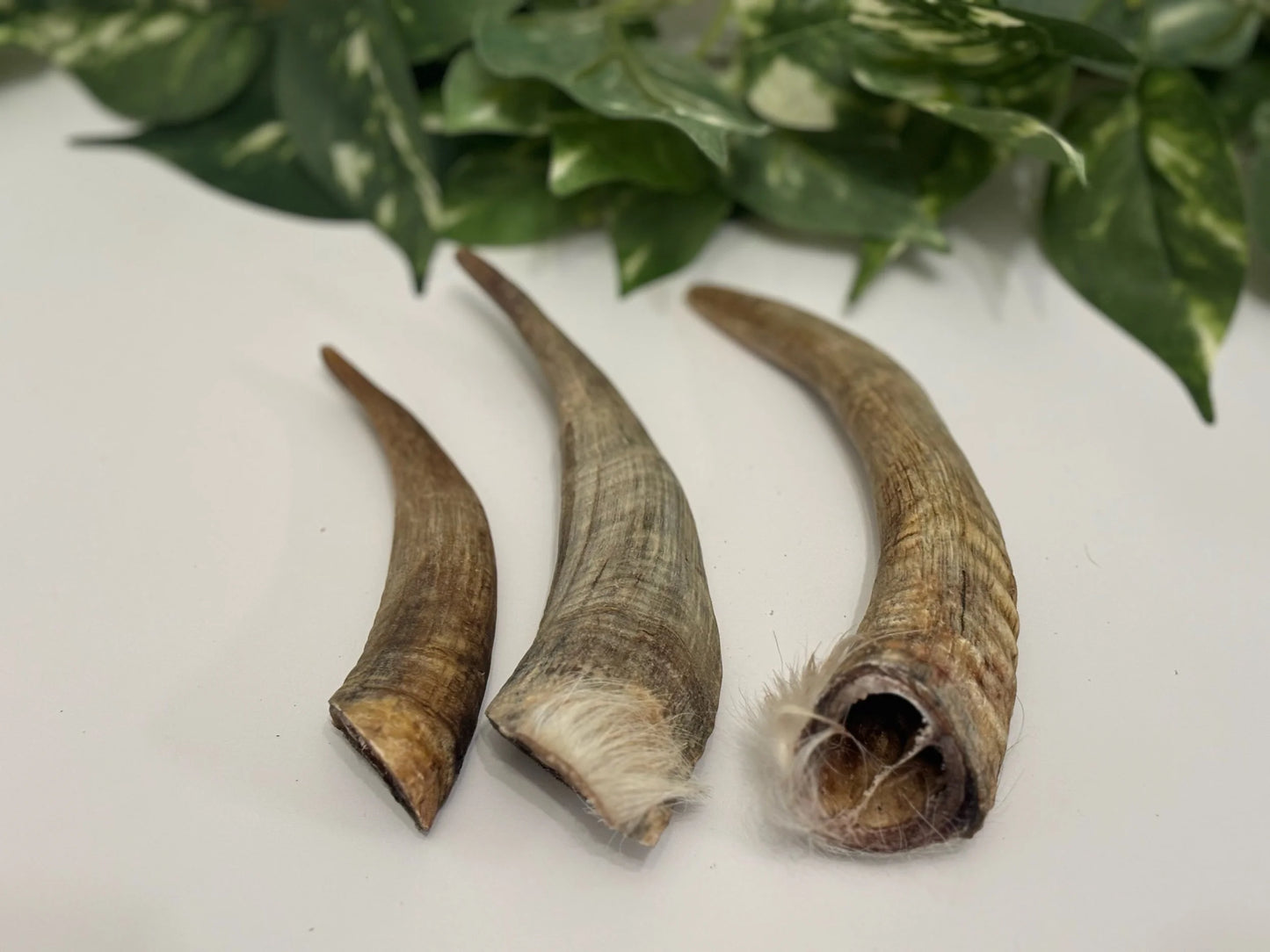 Goat Horns