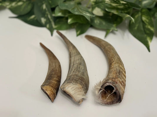 Goat Horns