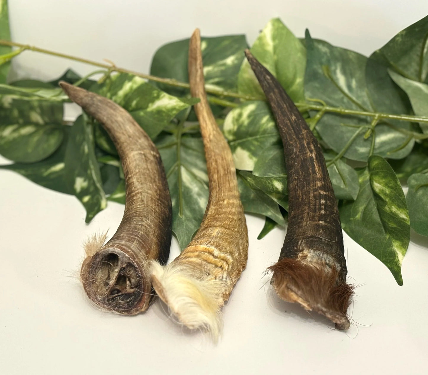 Goat Horns
