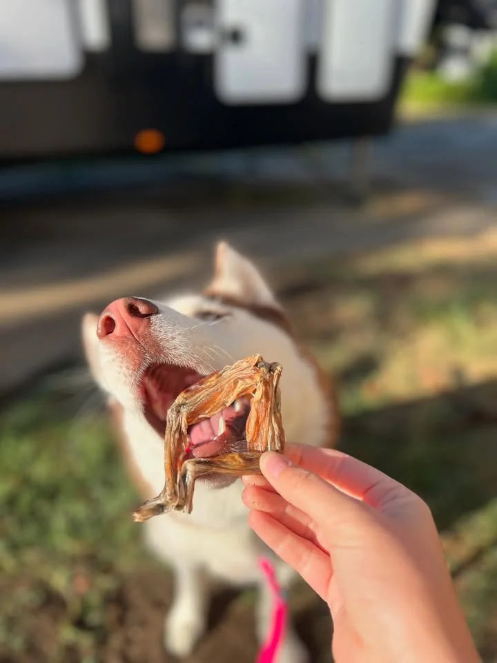 Dehydrated Frog legs