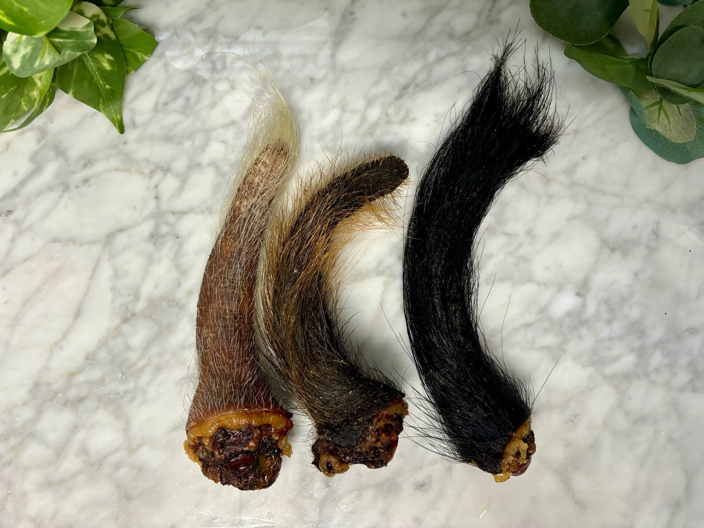Pork Tail with hair