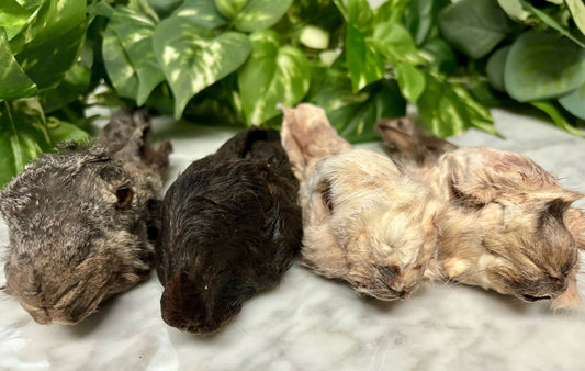 Rabbit Head