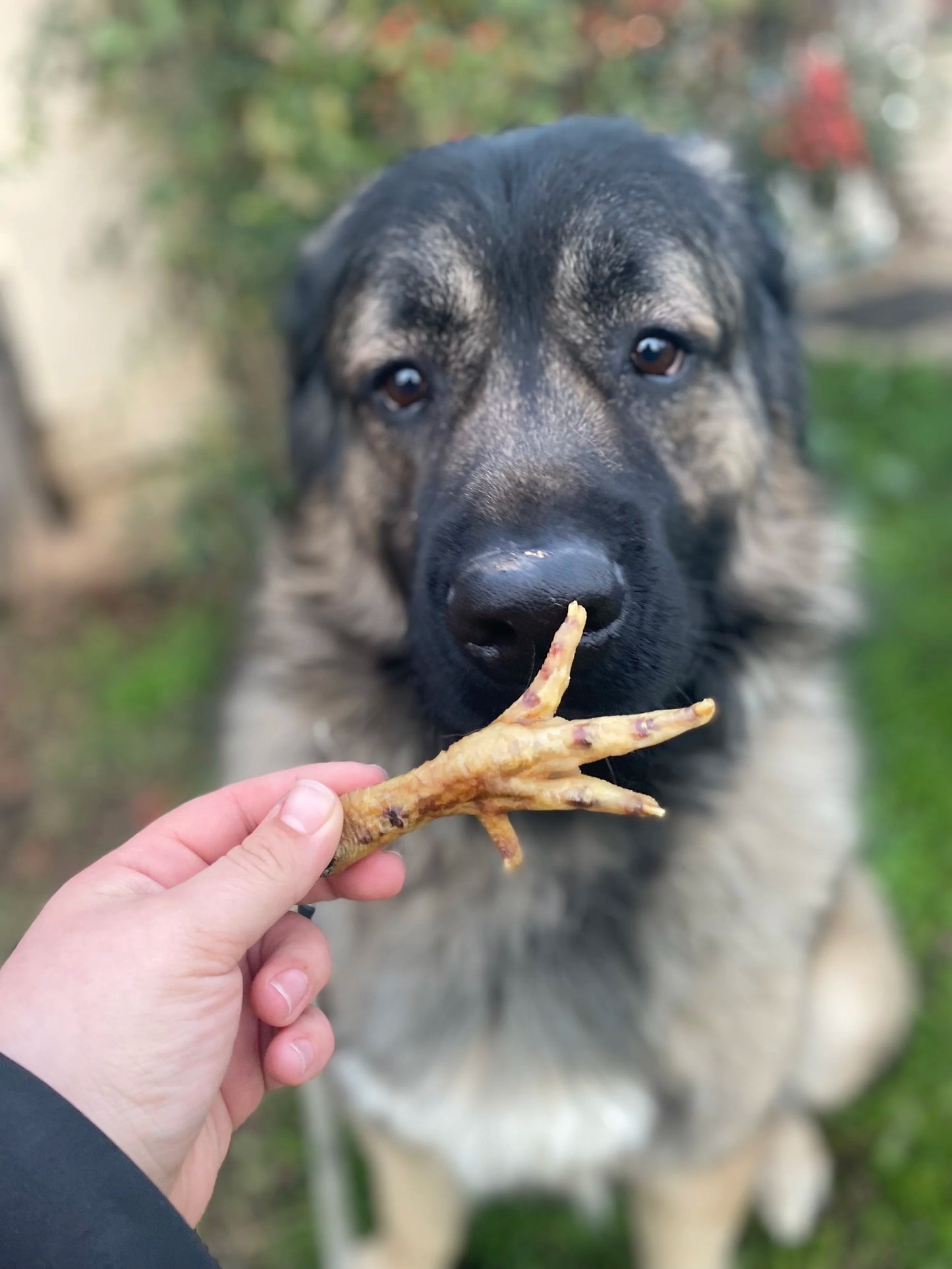 Chicken Feet