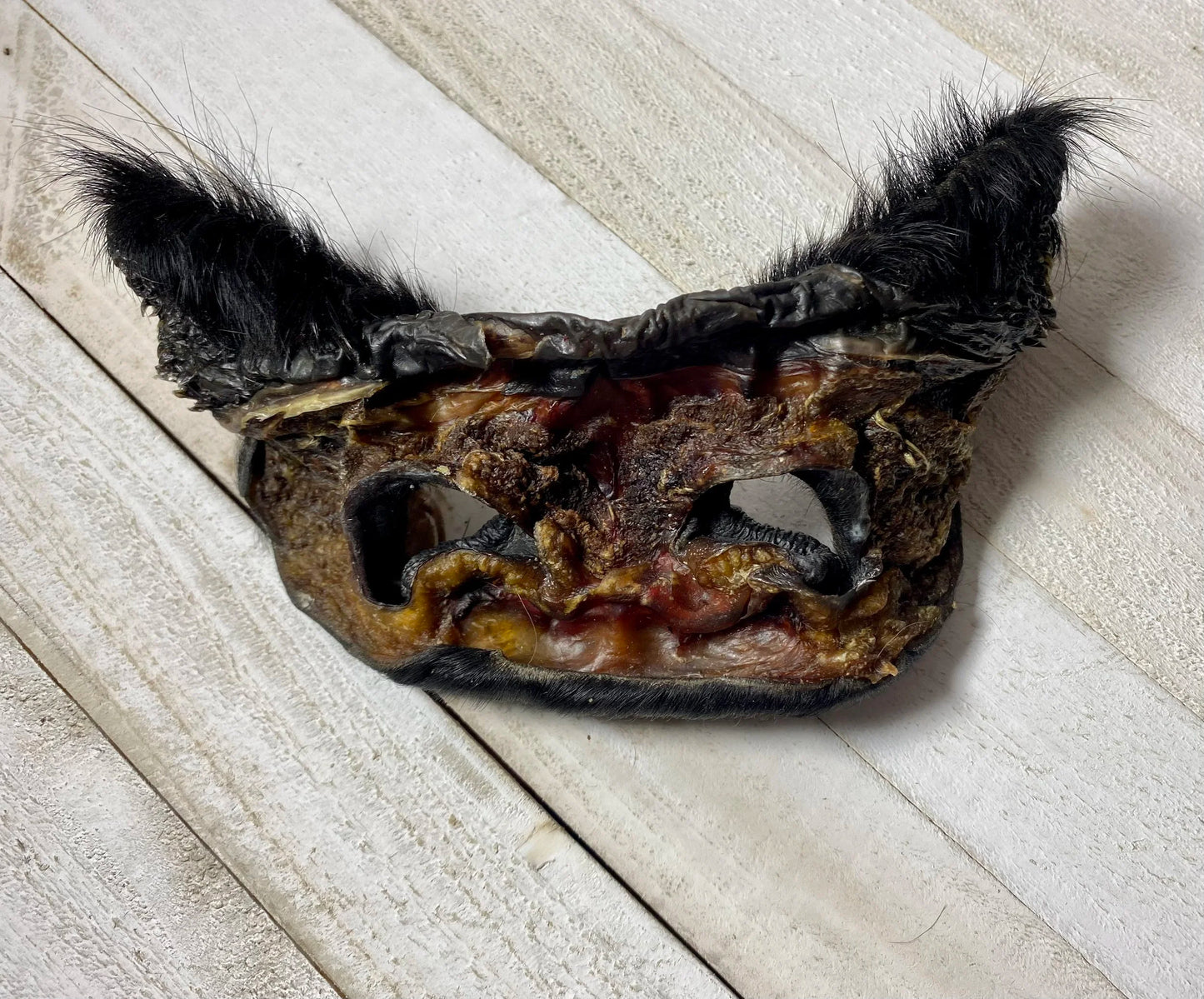 Cow Snout