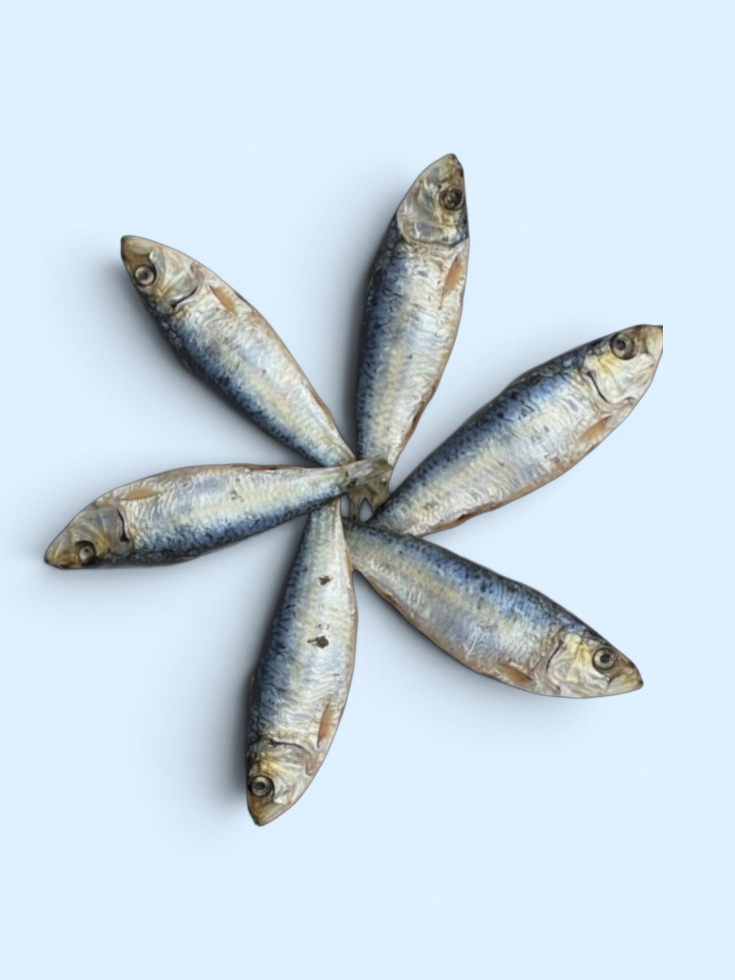 Sardine