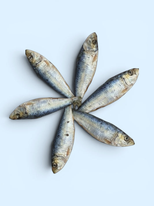 Sardine