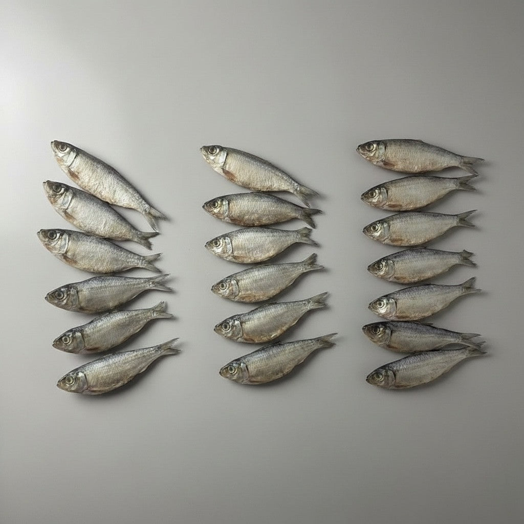 Sardine